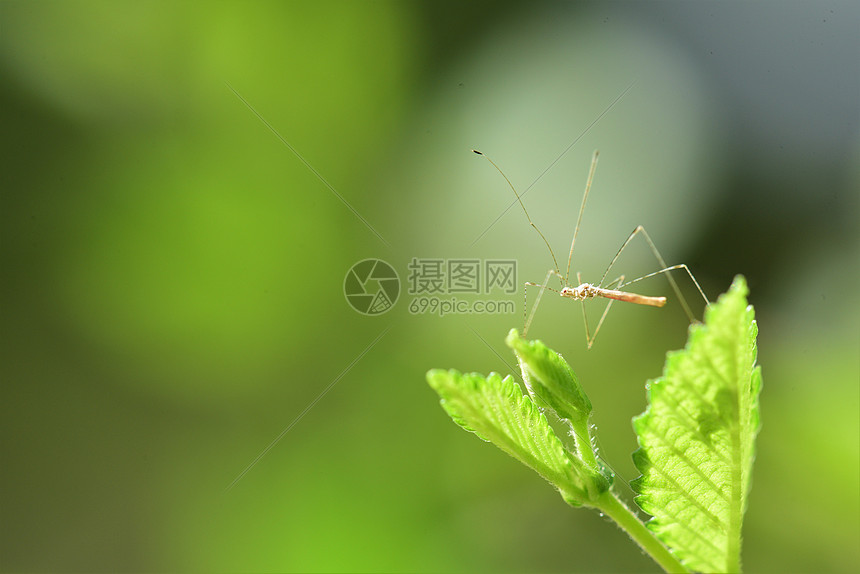 蚊虫蚊子虫子高清图片素材