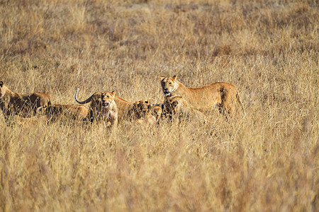 进食的狮子群图片