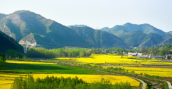 寥寥炊烟新农村油菜花海背景