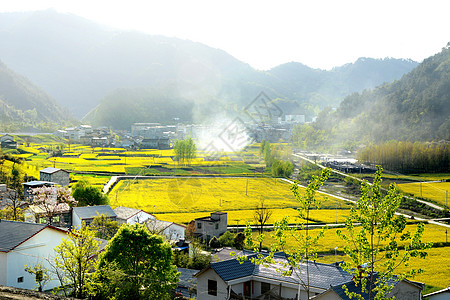 手绘花海新农村油菜花海背景