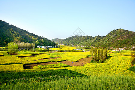 寥寥炊烟新农村油菜花海背景