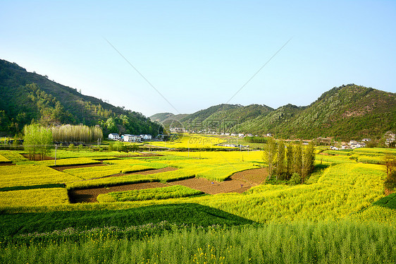 新农村油菜花海图片