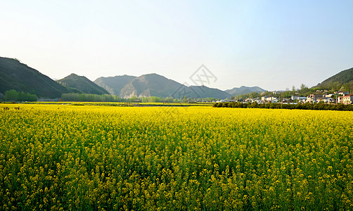 寥寥炊烟新农村油菜花海背景