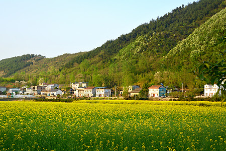 寥寥炊烟新农村油菜花海背景