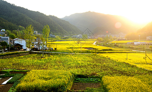 寥寥炊烟新农村油菜花海背景