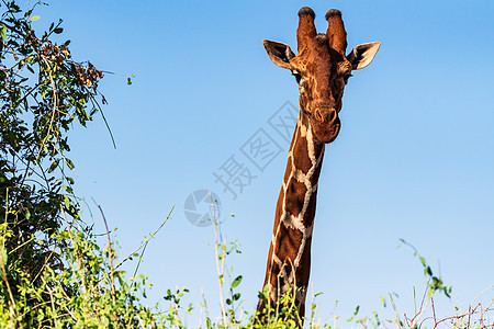 呆萌的长颈鹿背景图片