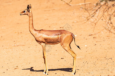 长颈羚羊图片