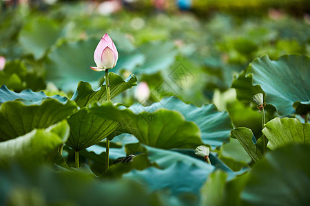 深圳平安深圳洪湖公园荷花背景