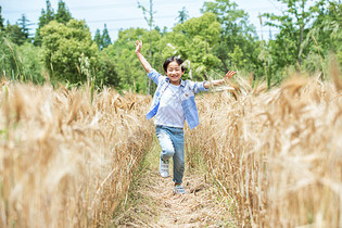 小男孩稻田奔跑图片