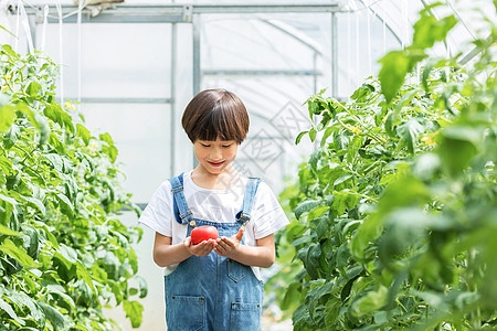 小男孩蔬菜棚里摘西红柿图片