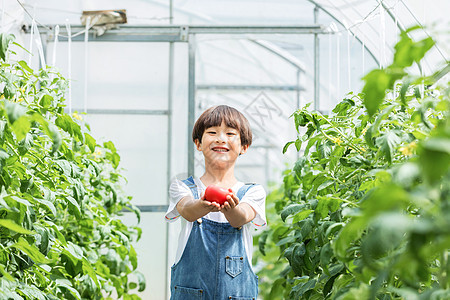 小男孩蔬菜棚里摘西红柿图片