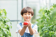 小男孩蔬菜棚里摘西红柿图片