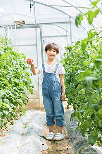 小男孩蔬菜棚里摘西红柿图片