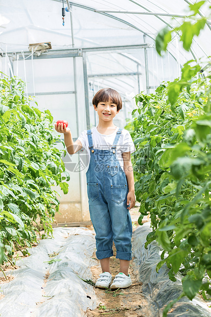 小男孩蔬菜棚里摘西红柿图片