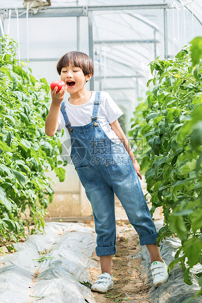 小男孩蔬菜棚里摘西红柿图片