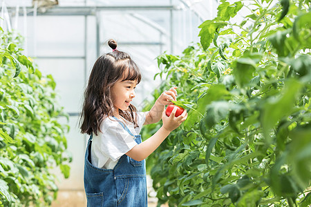 小女孩蔬菜棚摘西红柿图片