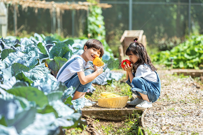 男孩女孩一起摘蔬菜图片