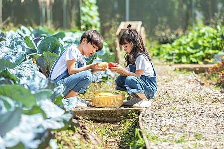 男孩女孩一起摘蔬菜图片