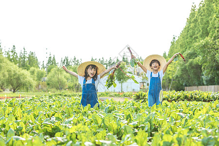 小朋友蔬菜地里摘蔬菜图片