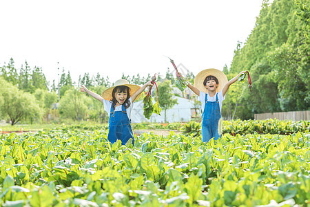 小朋友蔬菜地里摘蔬菜高清图片