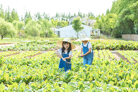 小朋友蔬菜地里摘蔬菜图片