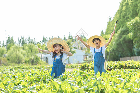 小朋友蔬菜地里摘蔬菜背景图片