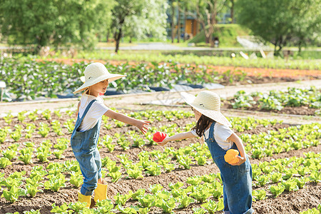 花园玩耍小朋友蔬菜地里摘蔬菜背景