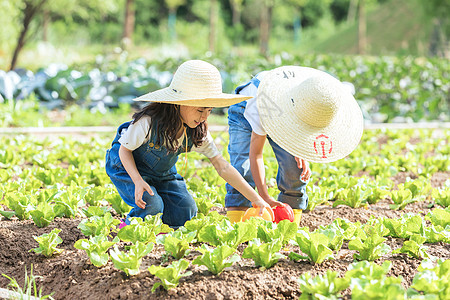 小朋友蔬菜地里摘蔬菜图片