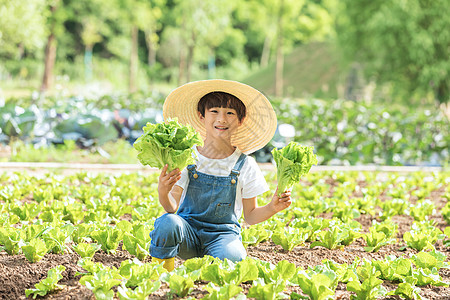 小男孩农场摘蔬菜背景图片