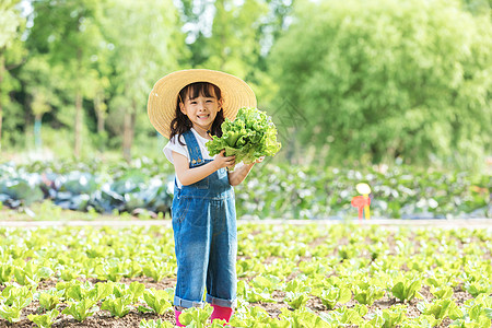 小女孩农场摘蔬菜高清图片