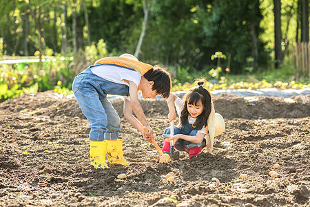 男孩和女孩小朋友一起挖土豆背景