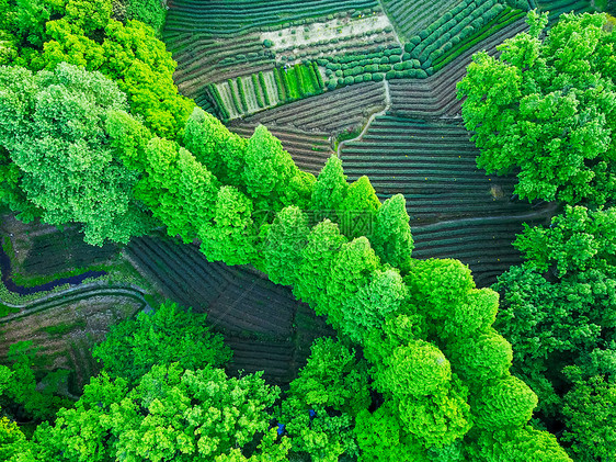 龙井茶茶园图片