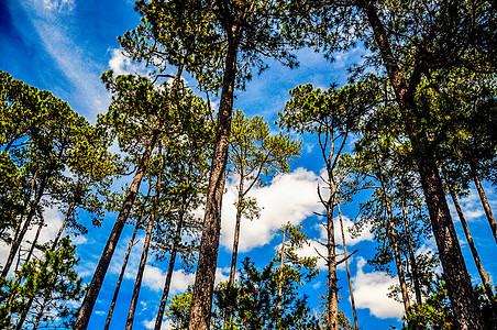 树木森林素材蓝天高清图片素材