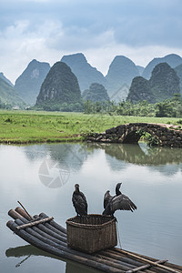 小溪边的水塘田野鱼塘边的鸬鹚背景