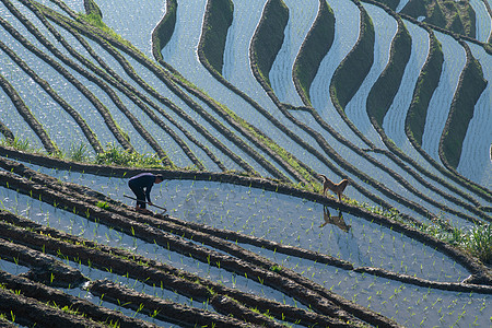 农民桂林龙脊梯田风景背景