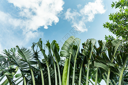 夏天热带植物蓝天下的芭蕉叶背景