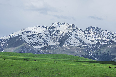 新疆天山雪山草地草原牧区牧业牲畜背景图片