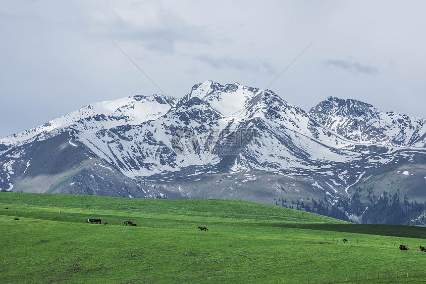 新疆天山雪山草地草原牧区牧业牲畜图片