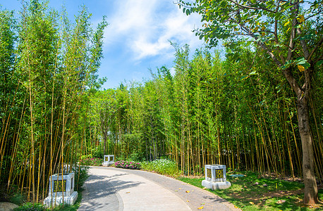 竹林路景区小道高清图片