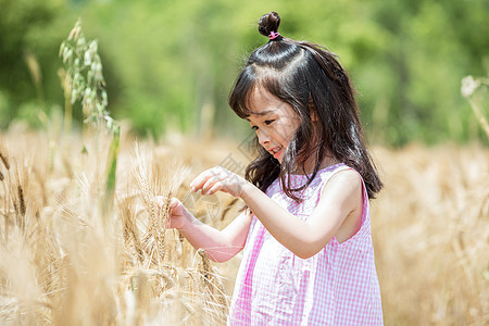 小女孩稻田玩耍背景图片