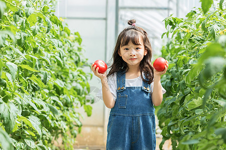 西红柿炒鸡蛋小女孩蔬菜棚摘水果背景