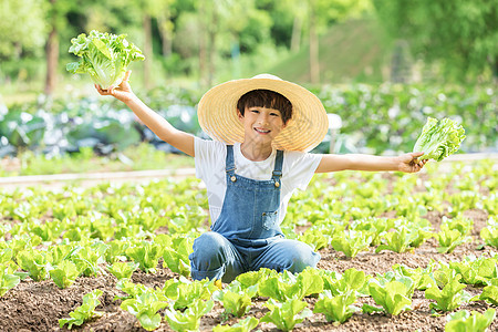 小男孩田地摘菜图片