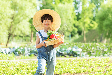 阳光男孩小男孩田地摘菜背景