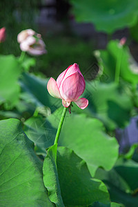 夏季荷花图片