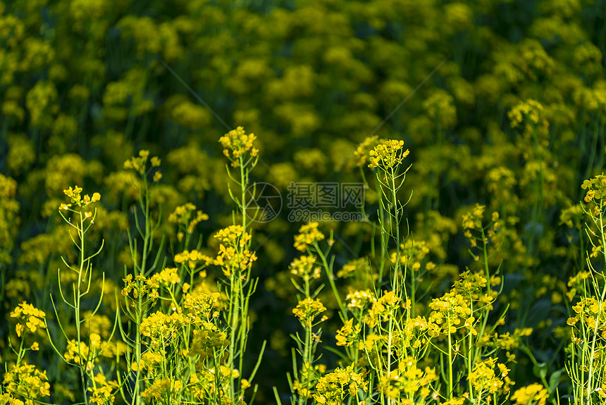 美丽油菜花图片