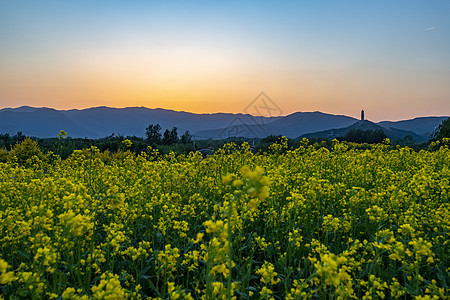 油菜风光图片