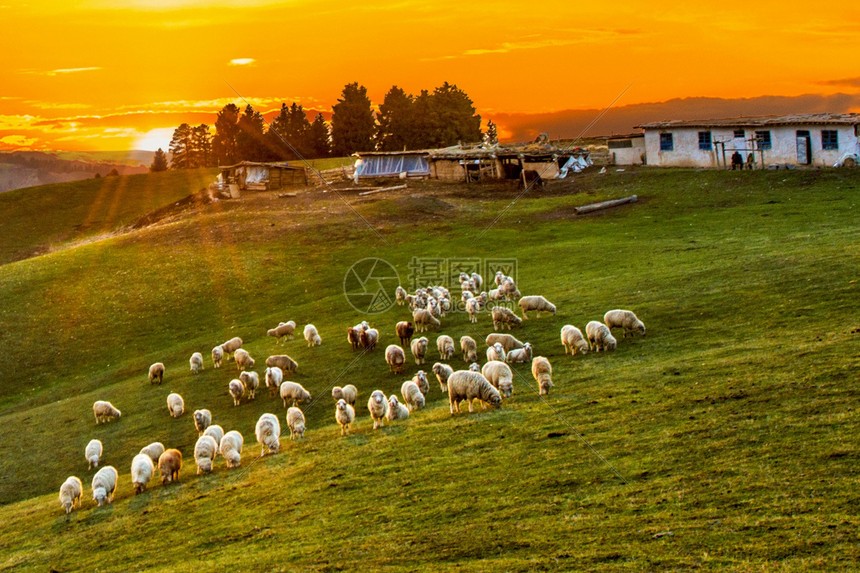 摩洛哥羊群图片
