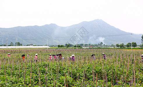 菜园里菜农收获菜园子高清图片