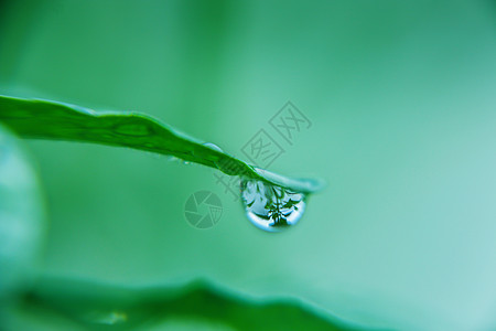 雨滴叶子水珠背景