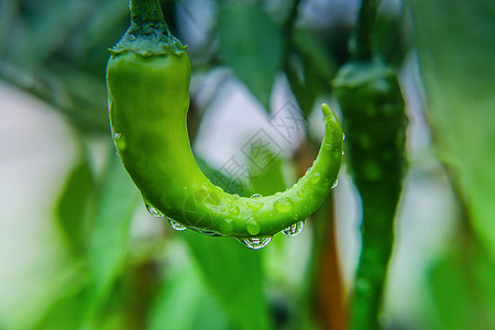 辣椒田野雨水高清图片